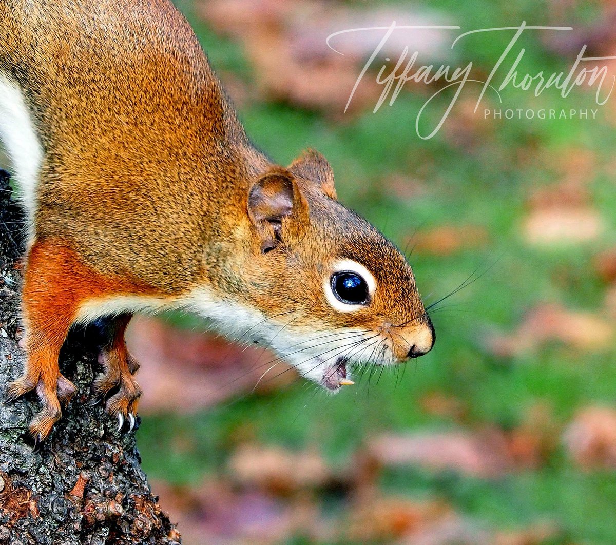 Spinthemap's tweet photo. This is what happened when another Squirrel took away his nut. #angrysquirrel #wildlife #wildlifepage #nature @WildlifeMag https://t.co/bykczN3eIz