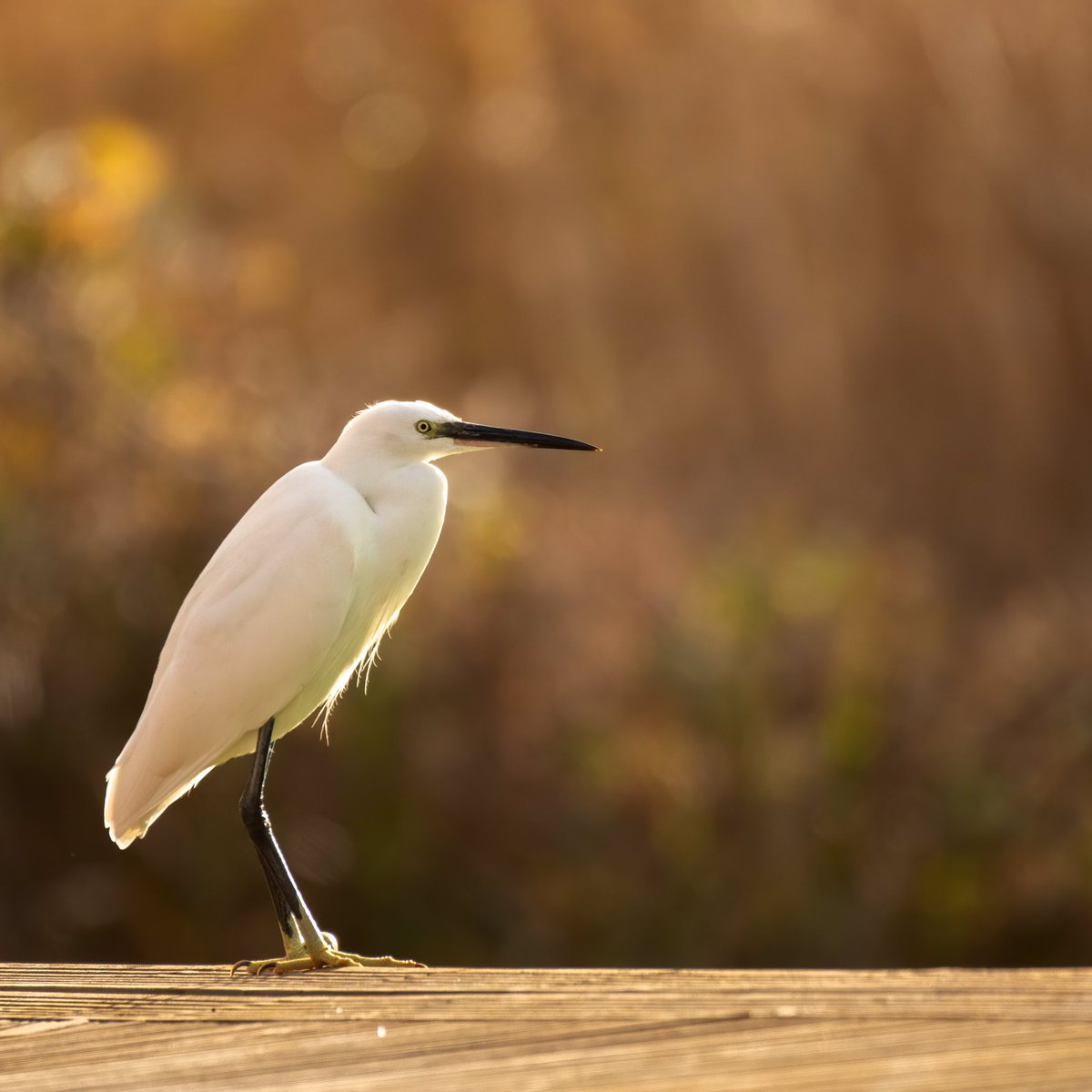 helenlewlew's tweet photo. This Little Egret was sat on next doors deck taking in the sunshine. It made me jump as wasn’t expecting to see it there or so close. #lowermillestate #cotswoldwaterpark @CWPBirds https://t.co/SMpe8Efd6X