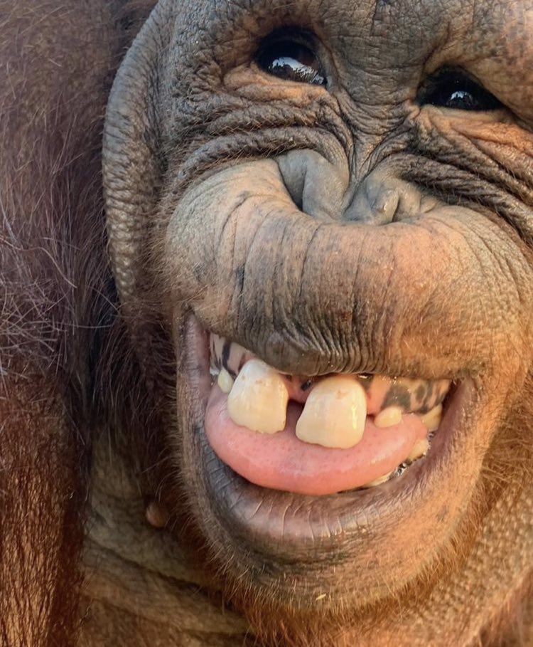 funny monkey 🐒 on Twitter "chewsday monkey 😳" / Twitter