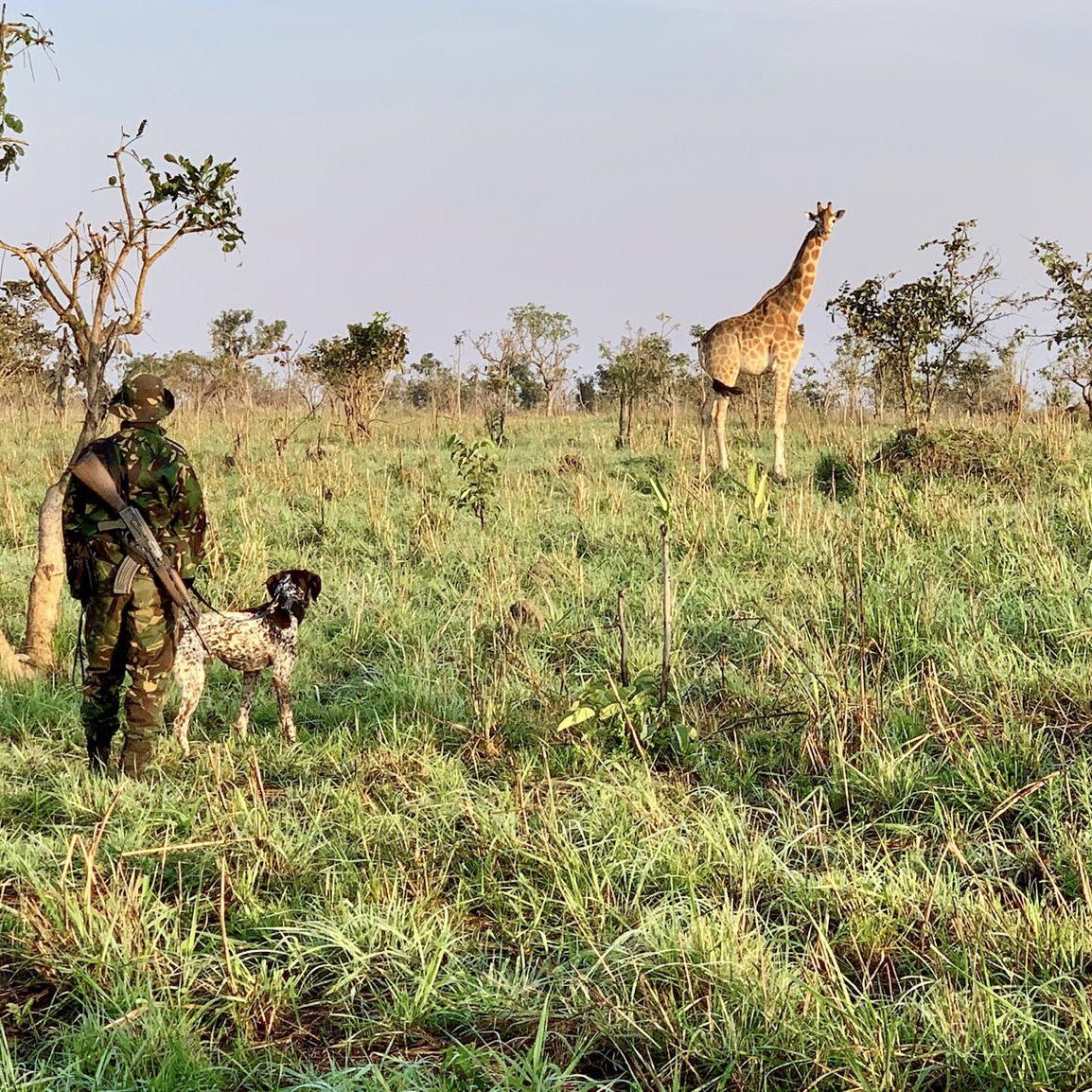 AfricanParks's tweet photo. Pax and his 5 fellow K9 recruits joined Garambaโs law enforcement team in 2019 & have since helped the ranger unit achieve the incredible result of reducing elephant poaching by 90%ย & helping other key wildlife populations increase, including giraffe. https://t.co/KPZ5Ug1y5s