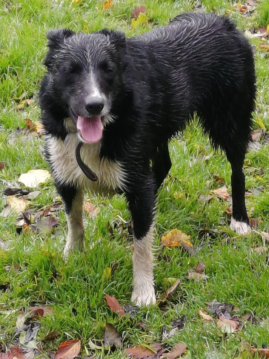 IoloLloyd's tweet photo. @Ingymilt @redshepherdess @CABboxes Sorry to hear that you lost your old boy. We get so close to them. Butch is the young kid, lovely temrement. https://t.co/40ExmbQ62Z