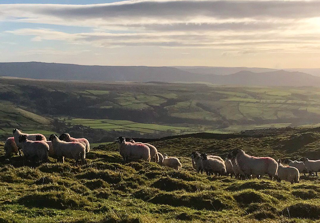 hilltopfarmgirl's tweet photo. Today has been about lousing tups.
Ten years ago we took the decision to reduce sheep numbers to a quarter of their previous levels, and to lamb them later in the year.
It’s been the best business decision we ever made and we also have more biodiversity on the farm as a result. https://t.co/TEm5bFEu3c