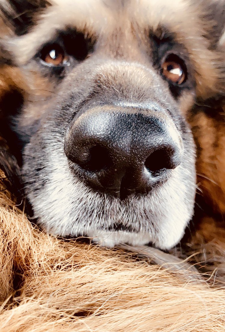 JaneMorganNZ1's tweet photo. It’s always (always!) the weekend. Never a week day!😡😂 (She is okay .. Pic is just a freakin’ seed head excavation site) I’m lucky she’s so patient and gentle - not sure I would be nice to someone digging around in my foot with tweezers and a blade 😅 #dogs #gsd #homevet https://t.co/eehiYFrYjg
