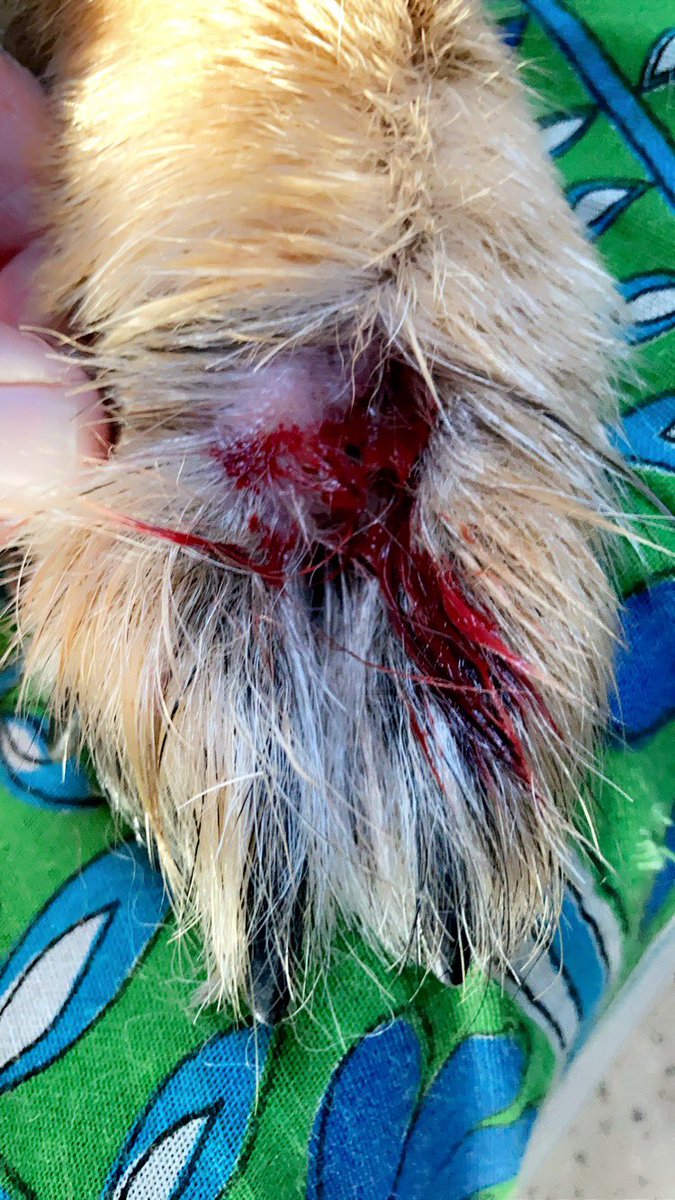 JaneMorganNZ1's tweet photo. It’s always (always!) the weekend. Never a week day!😡😂 (She is okay .. Pic is just a freakin’ seed head excavation site) I’m lucky she’s so patient and gentle - not sure I would be nice to someone digging around in my foot with tweezers and a blade 😅 #dogs #gsd #homevet https://t.co/eehiYFrYjg