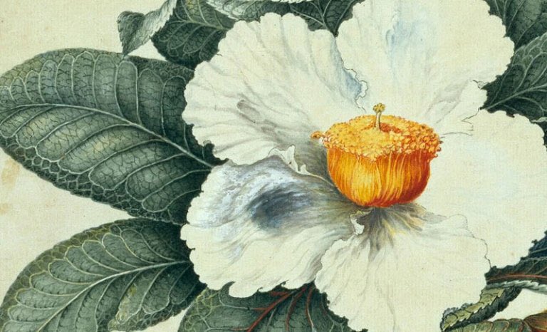 FlHumanities's tweet photo. Missed last night’s Florida talk? No worries! Catch “Before Bartram: Artist-Naturalist Mark Catesby” on our website and YouTube page!
https://t.co/BrlKHITUnM
Make sure to subscribe here: https://t.co/F4QrYRwIZj to be up to date on all our videos!
#flhumanities #floridatalks https://t.co/PvT72vQzOh