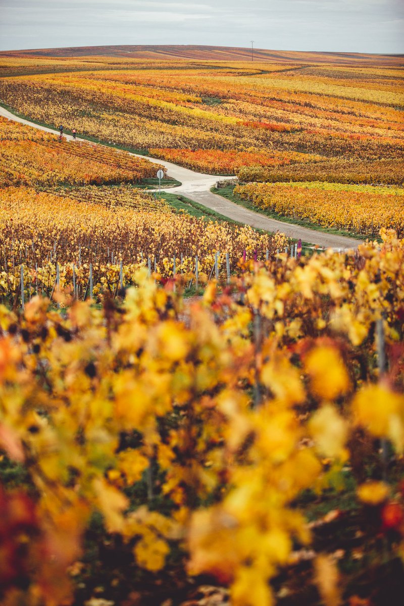 The vineyard in full fall colors. Gold and red hues have transformed the landscape of the #Champagne region #RuinartVineyard