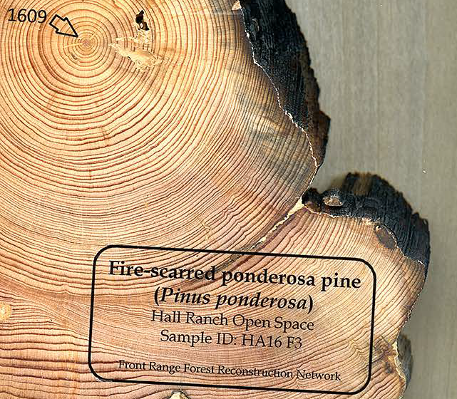 usfs_rmrs's tweet photo. New #ConnectedScience: Reconstructing historical forest conditions can teach us how to help forests respond to disturbances like wildfire or insect outbreaks. Forest managers can use this research to improve forest resilience. https://t.co/BpUHLRUTyL https://t.co/6xvaJT6JSI
