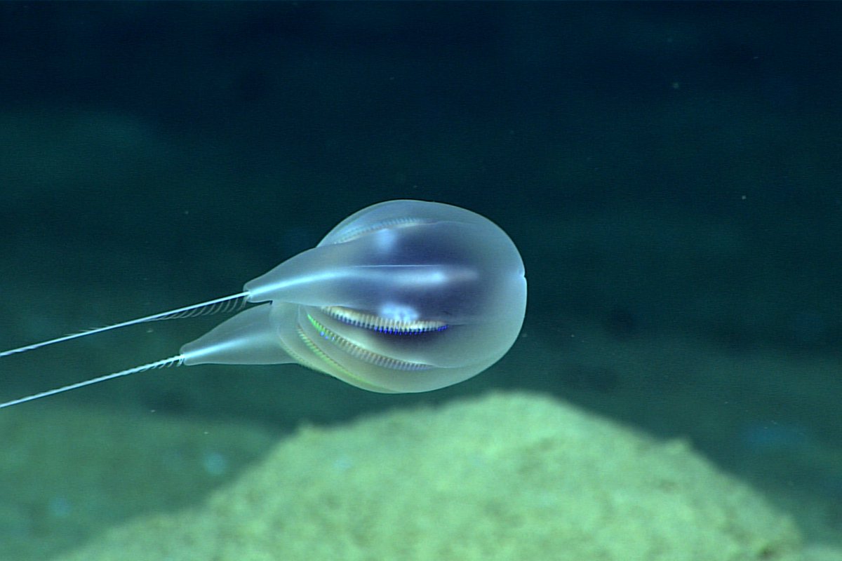 NOAA Fisheries (@noaafisheries) on Twitter photo A new comb jelly species was discovered deep in the underwater trenches off Puerto Rico by scientists from NOAA Fisheries, <a href="/NOAAResearch/">NOAA Research</a>, and @OceanExplorer. Watch this video and check out more images of the comb jelly here: go.usa.gov/x7d6J A new comb jelly species was discovered deep in the underwater trenches off Puerto Rico by scientists from NOAA Fisheries, <a href="/NOAAResearch/">NOAA Research</a>, and @OceanExplorer. Watch this video and check out more images of the comb jelly here: go.usa.gov/x7d6J