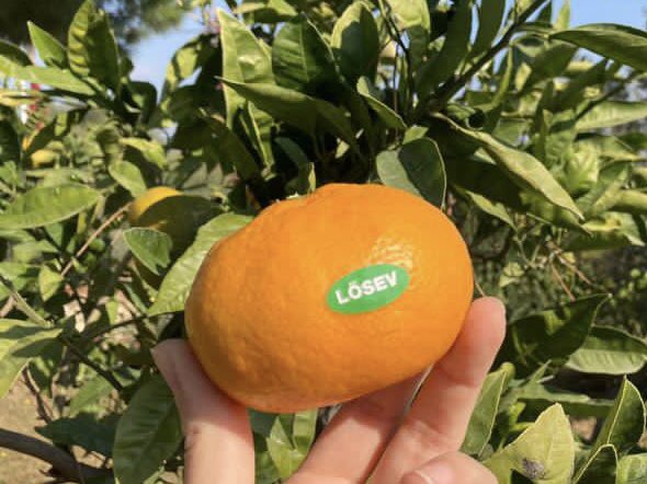 ustunezer's tweet photo. Müjde 
600 Varlıklı kişi veya kuruluş ;

9900.- TL karşılığında ( kilosu 9.90.- TL ) 
1000 kilo  SATSUMA MANDALİNA Satın alırlarsa 
300 BİN KİLO 
mandalinayı 

KANSER HASTALARINA ve 
YOKSUN HALKA 
Koronodan KORUNSUNLAR diye BEDAVA DAĞITMAYI PLANLIYORUZ . https://t.co/2rZiZzgGnz
