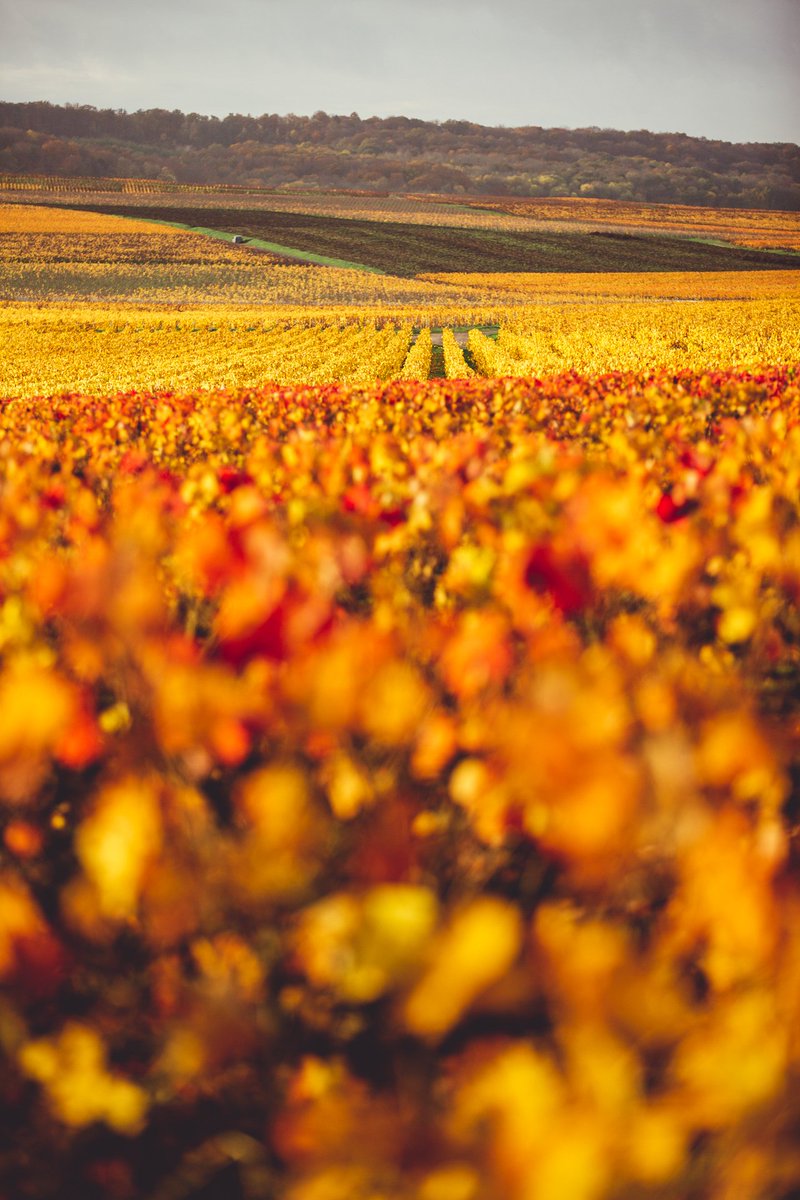 The vineyard shows off its gorgeous fall colors. After harvest, leaves change color from green to yellow, to orange or red, and eventually fall off. Time for the vine to start its winter rest, the dormancy phase which lasts from November to the beginning of spring