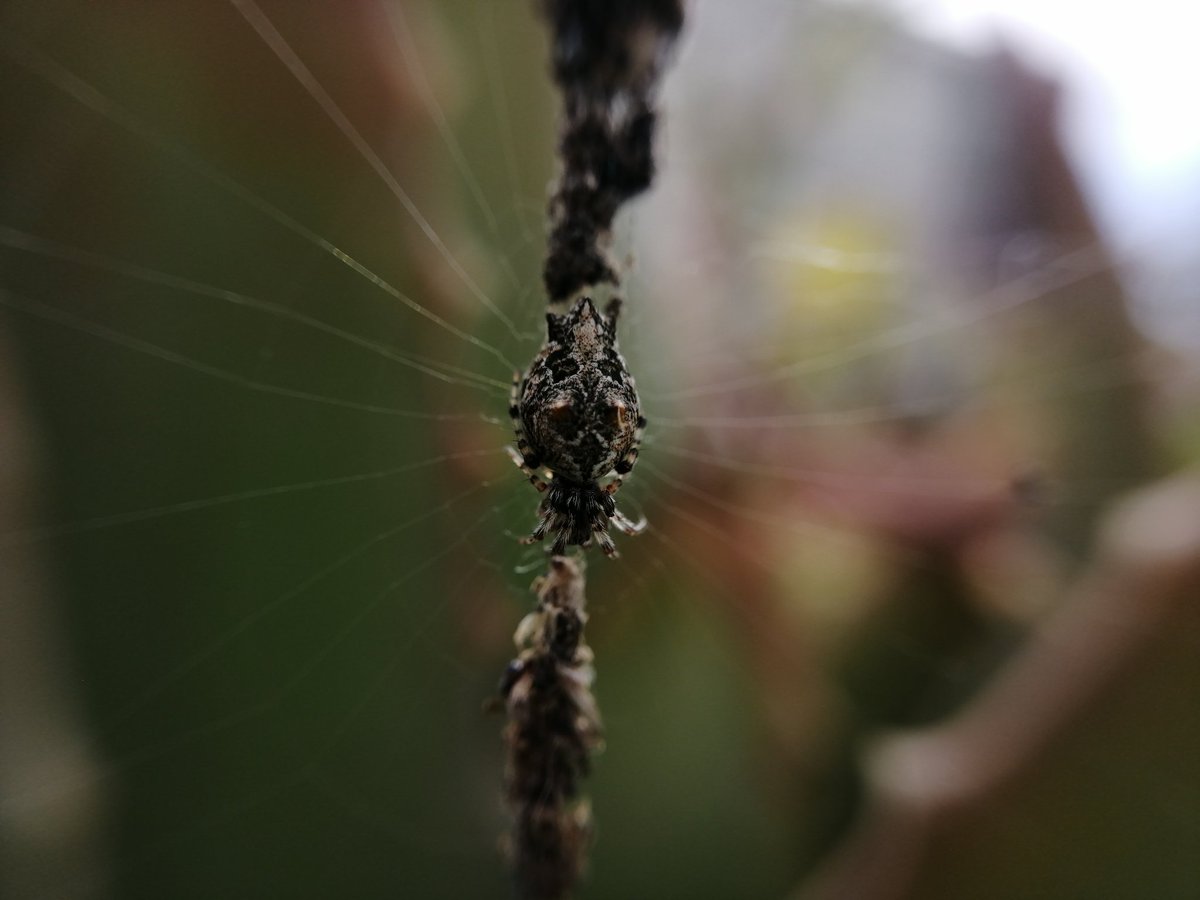 AuraArlob's tweet photo. 😢 Ali la #cyclosa tenía una hermosa telaraña donde vivía tranquila. En estos día hubo aires muy fuertes y la destruyeron. Ya había pasado antes y Ali la había arreglado. Esta vez no fue así, y lo peor es que mi niña ya no está 😭Dejó 15 arañitas como recuerdo
#CuidemosALasArañas https://t.co/Iv8WuPGtYj