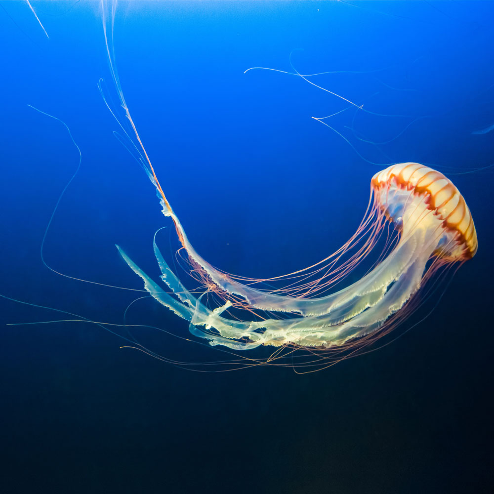 Ripley’s Aquarium has four floors and over 5.7 million liters of water, but you can visit the Rainbow Reef, Ray Bay, and the jellies without leaving your house by watching their live webcams!

bit.ly/38qC9US