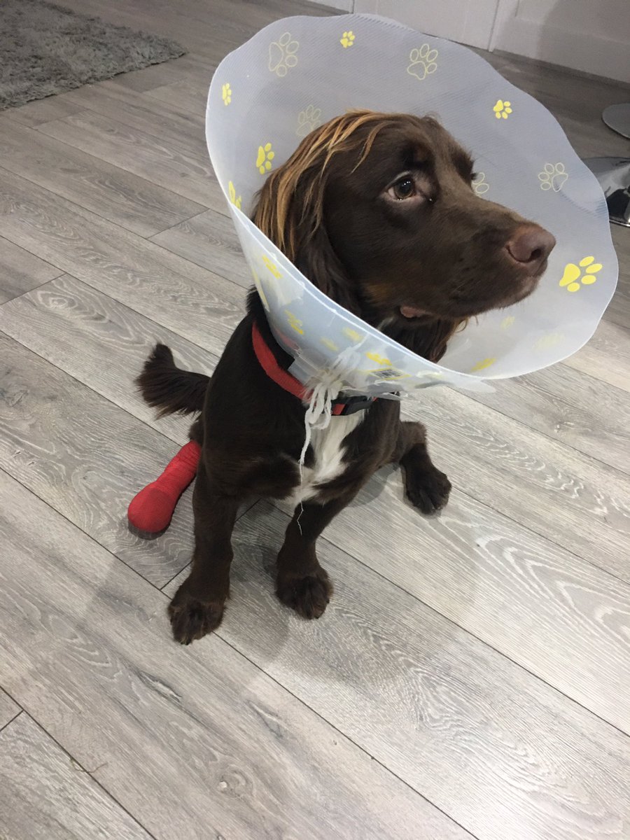 Magoo1888's tweet photo. Poor dug! In for an operation tomorrow because of a broken bottle in the bushes 🤬 https://t.co/6KTynVS6v5