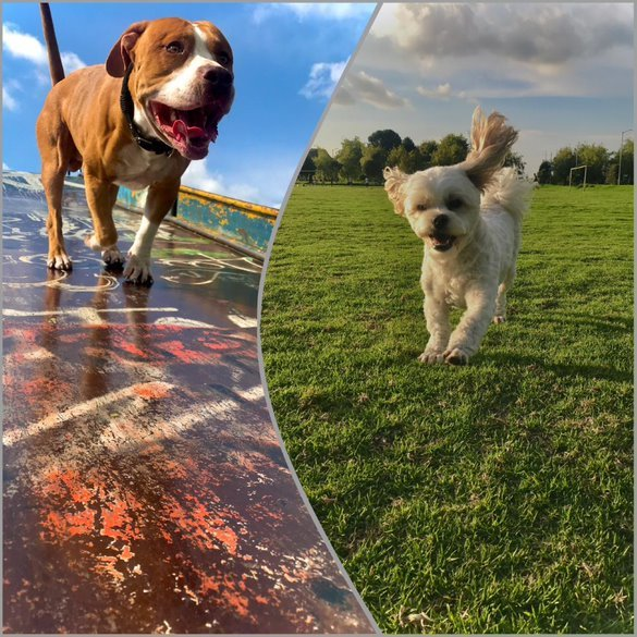 museolasalle's tweet photo. #MLSComparteContigo #EventosMLS #lasalleedagarra 
- NOMBRE DE LA PARTICIPANTE: Nicole Devala Romano Rubiano
- PERFIL: Estudiante
- NOMBRE DE LAS MASCOTAS: Moloch y Apolo
- ACERCA DE ELLOS:  "Moloch (pitbull)y Apolo (maltes), lo que más les gusta hacer a mis perritos es jugar" https://t.co/qHZ7Uj7YuF