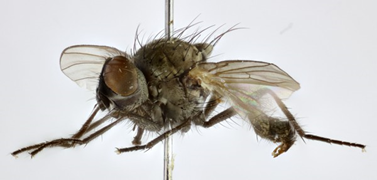 What do Fonseca’s seed fly Botanophila fonsecai & Antioquia Brushfinch Atlapetes blancae have in common? Both are critically endangered endemics – and found in very restricted locations in, Scotland & Colombia, respectively.  #LostSpeciesDay  #OnTheBrink  @XrRebel  @nhm_london