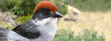 What do Fonseca’s seed fly Botanophila fonsecai & Antioquia Brushfinch Atlapetes blancae have in common? Both are critically endangered endemics – and found in very restricted locations in, Scotland & Colombia, respectively.  #LostSpeciesDay  #OnTheBrink  @XrRebel  @nhm_london