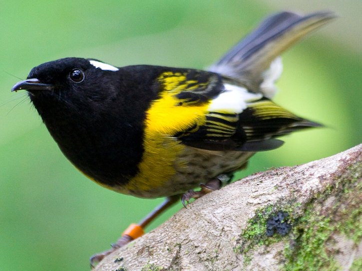 What do the Beautiful-winged Fruit Fly Scaptomyza horaeoptera & Stitchbird Notiomystis cincta have in common?Both vulnerable but stable populations & need conservation efforts to limit impact of introduced species & habitat destruction.  #LostSpeciesDay  #OnTheBrink  @XrRebel