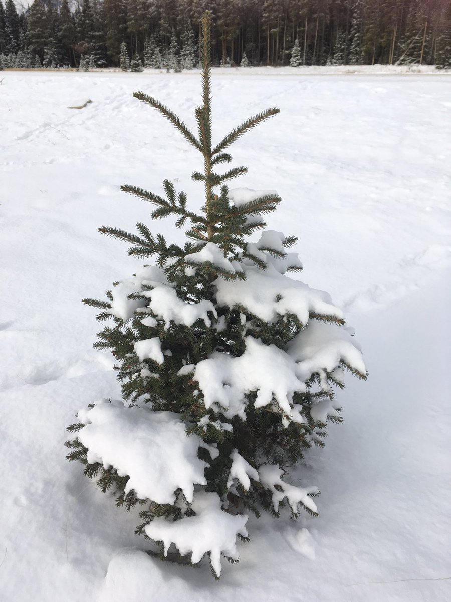 Shirley Ostapiuk tweet media