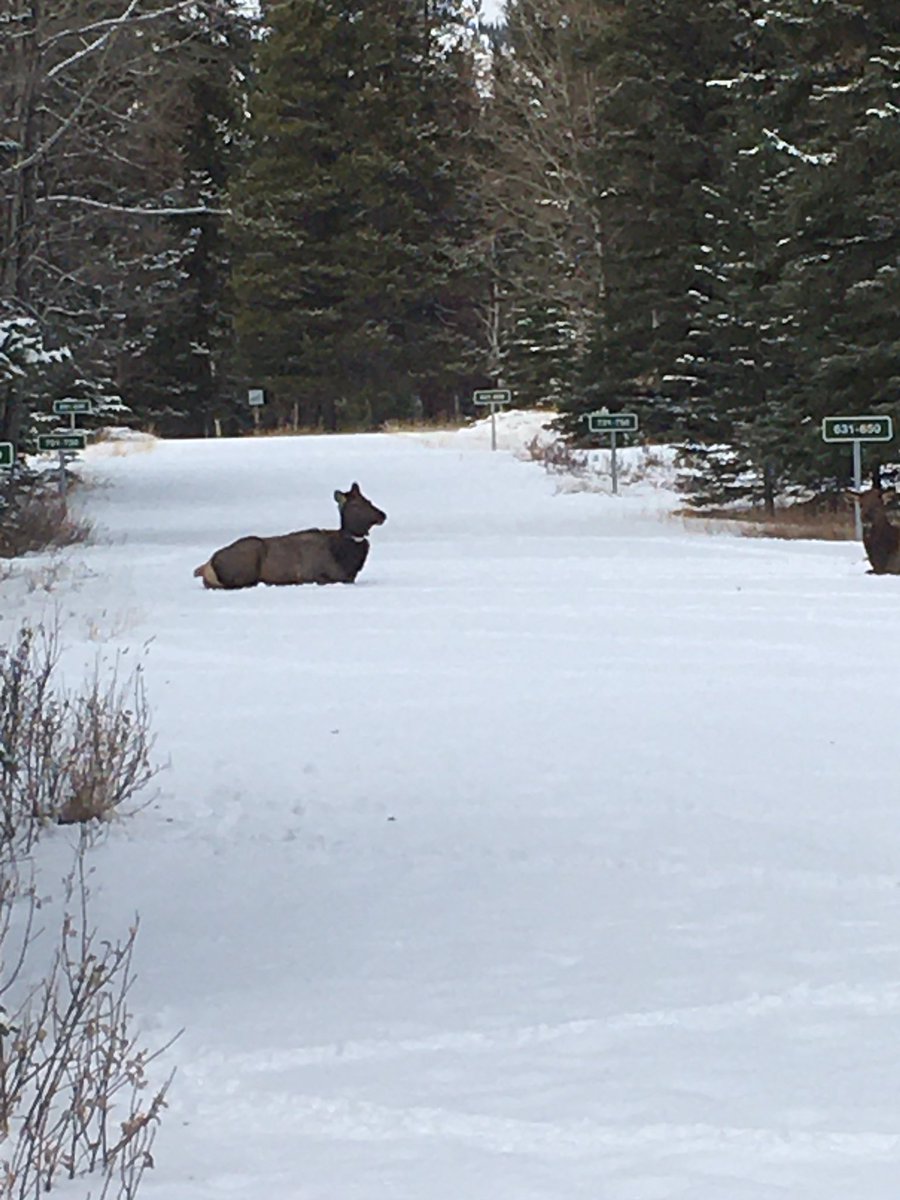 shirleyost's tweet photo. @BanffDreamin https://t.co/wTq6IeOnih