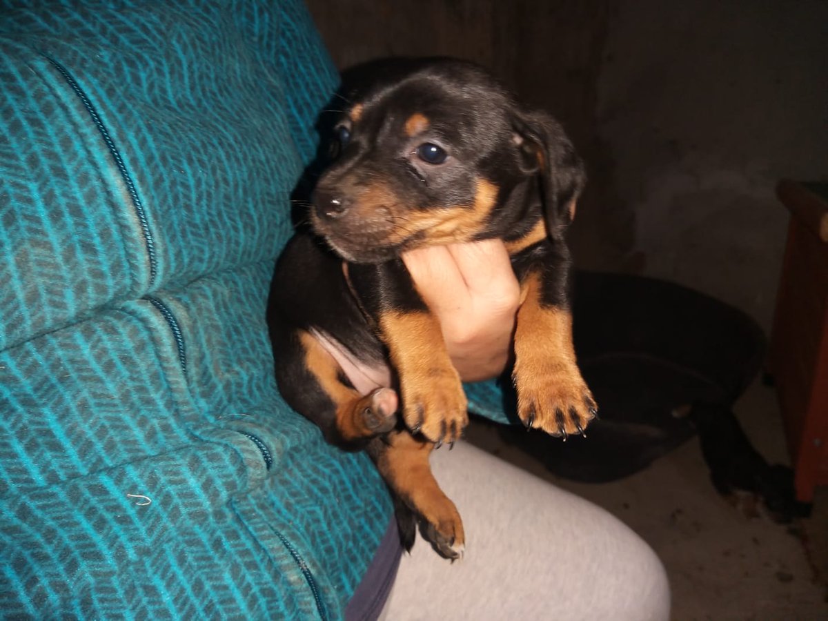 elvilosa's tweet photo. @Edelmiro1961 ya adopte una perrita, se llama NINA
Gracias por todo https://t.co/BhcAvC06X5