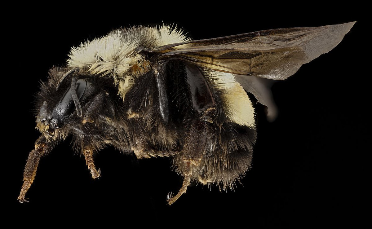  #On the Brink On the 30th November 2020, not only highlights the cases of the critically endangered Pangolin and Black tailed Monkey but also the Rusty Patched Bee Bombus affinis, an endemic from North America whose population has declined 90%  #LostSpeciesDay  #OnTheBrink
