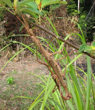 Increased awareness, research and conservation is necessary to highlight the situation of all the endangered species – be they a stick insect, a corpse flower or snow leopard #LostSpeciesDay  #OnTheBrink  @NHM_London  @XrRebel