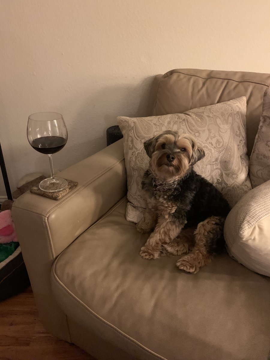 CynthiaCultured's tweet photo. @EmilyDreyfuss Lucy enjoying a glass of wine. After a long day of barking through the window she believes she deserves it. https://t.co/UEv8oeHsqA