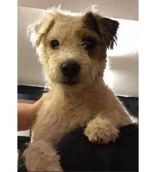 millypod1's tweet photo. ๐DORRIS #Lost
OLDER White & Brown Jack Russell Terrier Female
#LetcombeBassett #Wantage #Oxfordshire #OX12
SIGHTINGS PLZ โ๏ธ07388585573
https://t.co/pdnksWQdIu https://t.co/1KsXXOwNIj