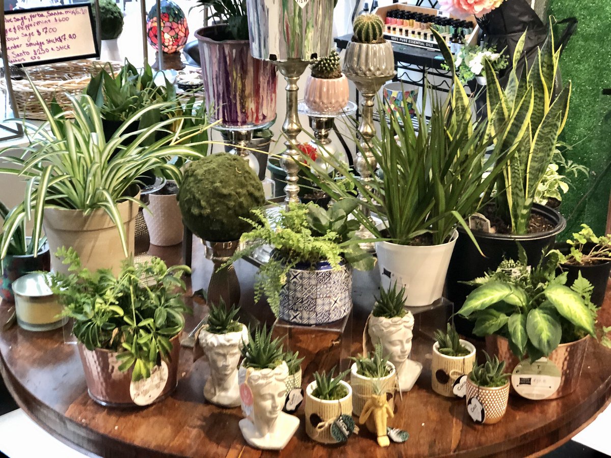 Another staple of the 5th Street Arcades is Coco’s Chalky Paints, with a brand new plant store! Coco’s Plants features a variety of cute plants and decor items perfect for sprucing up any home, office or apartment. (5/6) – bei  5th Street Arcades