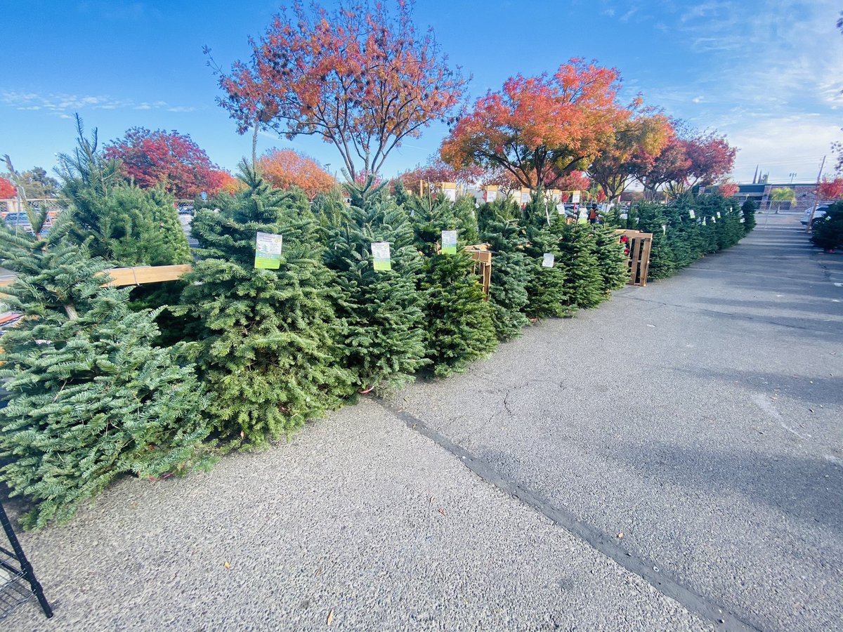 KristenOikawa's tweet photo. When your tree truck comes in, and your team busts their butts to not only unload, but to stand up all 300! #myteamrocks #6601proud #D20allday #itsbeginningtolookalotlikexmas https://t.co/PcLEvUO0bV