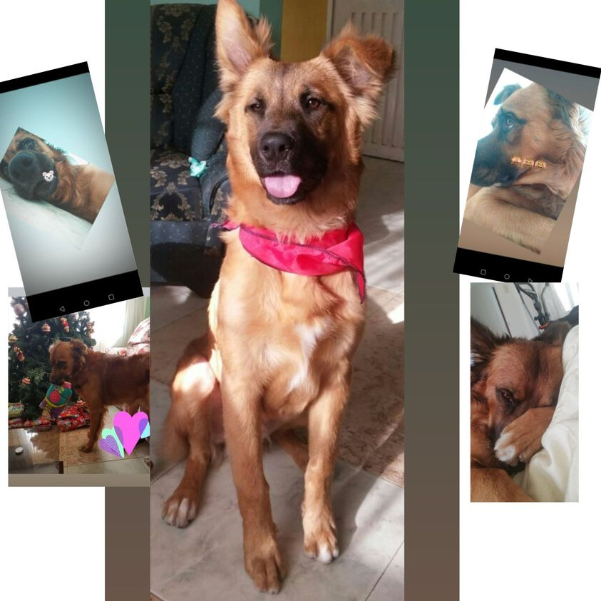 museolasalle's tweet photo. #MLSComparteContigo #EventosMLS #lasalleedagarra 
- NOMBRE DE LA PARTICIPANTE: Melany Dalay Ruiz Rey
- PERFIL:  Estudiante
- NOMBRE DE LA MASCOTA: Yinyer
- ACERCA DE ÉL: "Les presento a mi mascota, esta foto college ya que contiene algunas travesuras" https://t.co/Z45ZeOd806