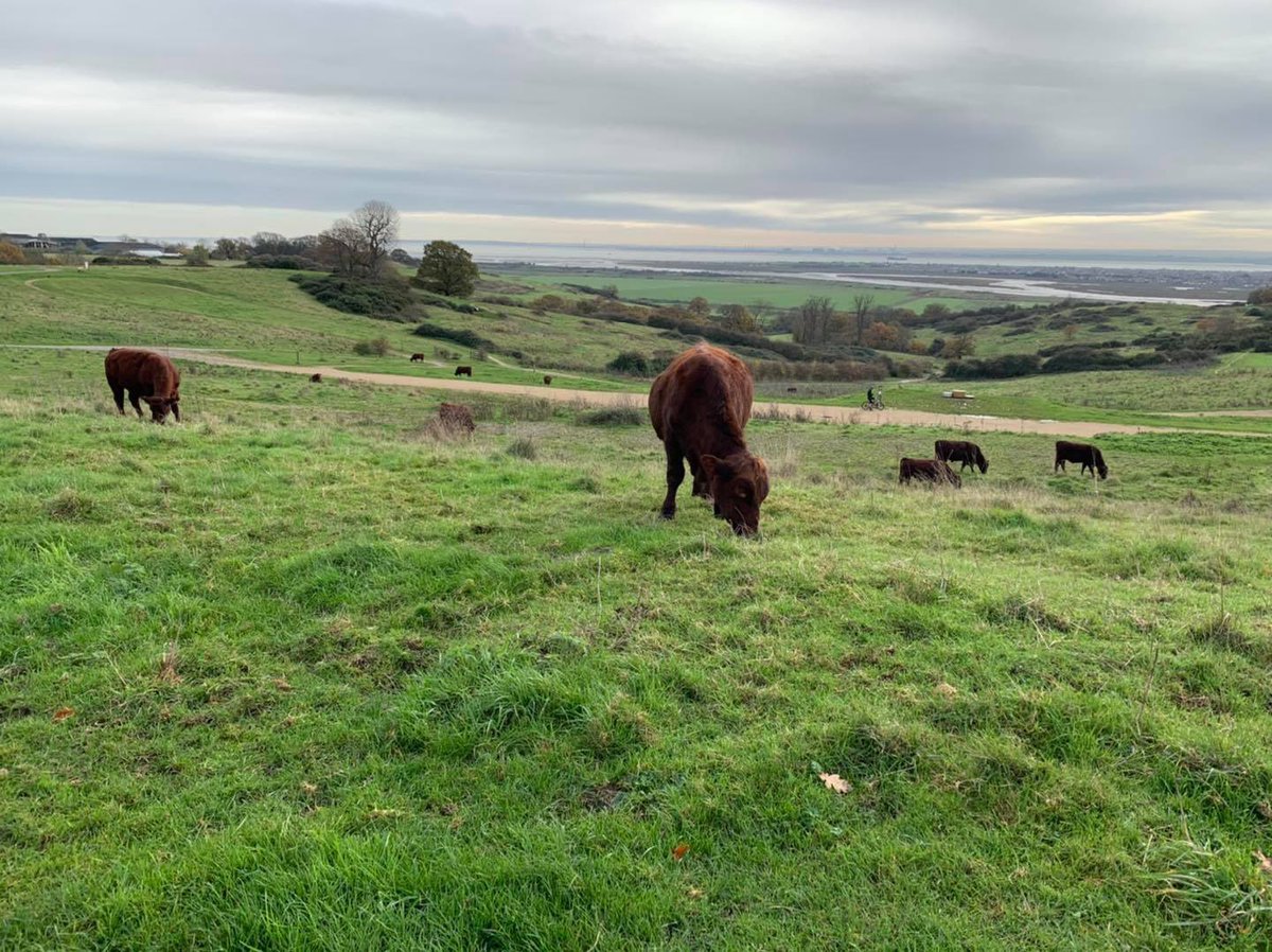 A vista of greenery 🌳 ➡️ miles of walking trails 🚶🏻‍♂️ ➡️ Cows 🐄 ➡️ Playgrounds 👧🏼👶🏻 ➡️ Olympic Cycle Track 🚴 ➡️ and great Coffee ☕️ Why not spend a couple of enjoyable hours ⏰ in #Hadleigh Park at the far end of Chapel Lane? 💚