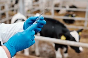 AgriSearch (@agrisearchni) on Twitter photo It's #WorldAntimicrobialAwarenessWeek 💉 A project led by AgriSearch in partnership with <a href="/AFBI_NI/">AFBI</a> <a href="/animalhealthni/">Animal Health NI</a> <a href="/LMCNI/">LMC NI</a> and <a href="/VetIMPRESS/">VetIMPRESS</a> on the Strategic Use of Antimicrobials in ruminant production is showing promising early results. Read more here: ow.ly/vaML50CnIxq It's #WorldAntimicrobialAwarenessWeek 💉 A project led by AgriSearch in partnership with <a href="/AFBI_NI/">AFBI</a> <a href="/animalhealthni/">Animal Health NI</a> <a href="/LMCNI/">LMC NI</a> and <a href="/VetIMPRESS/">VetIMPRESS</a> on the Strategic Use of Antimicrobials in ruminant production is showing promising early results. Read more here: ow.ly/vaML50CnIxq
