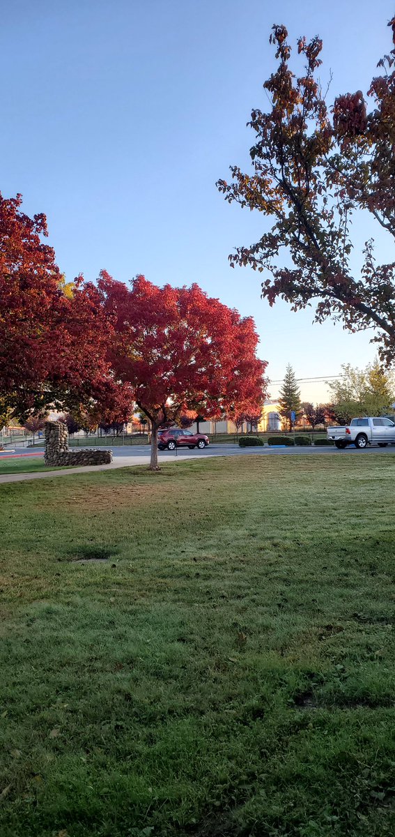 RamirezScience's tweet photo. I love how colorful our campus gets this time of year! #NelsonTigers #SchoolLife #RamirezScience #FallColors https://t.co/LX4NUPPmYC