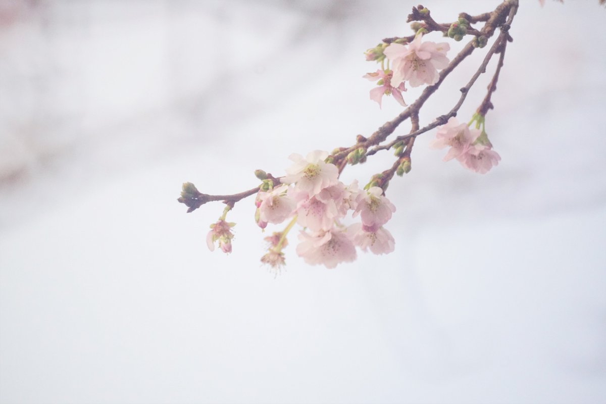 masaradon's tweet photo. 寒桜が咲いてましたどすえーっ！(2枚目)。3枚目は、春に紫色の花が咲く菜の花の一種なんだけど、種が独特。最後はコンフリーかな？
Minolta AF 500mm F8 Reflex
ピントさえ合えばいいレンズ💕
#ミノルタレンズ #ミラーレンズ #minoltalens #mirrorlens https://t.co/HpYvAqbJ2G
