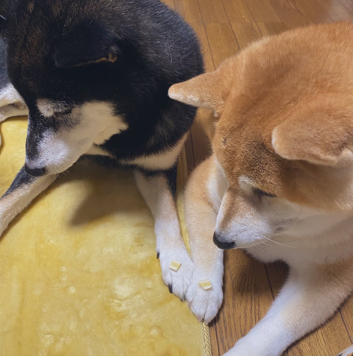 shibaurimaru's tweet photo. 仲良くマテできるもんね🐶
#柴犬　#うりとまる https://t.co/O8MEKyaVyq