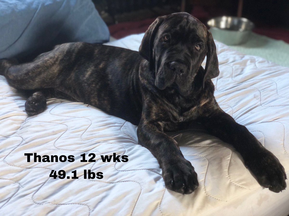 benwhiteifbbpro's tweet image. Thanos 12 wks 49.1 lbs my next gentle Giant. ❤️ Our Mastiffs Feeding “Raw” is the only way to have healthy Dogs no if ands or butts about it. THE BIGGEST IN THE UPSTATE AREA. No commercial food  #realfood #wholefood #rawfood