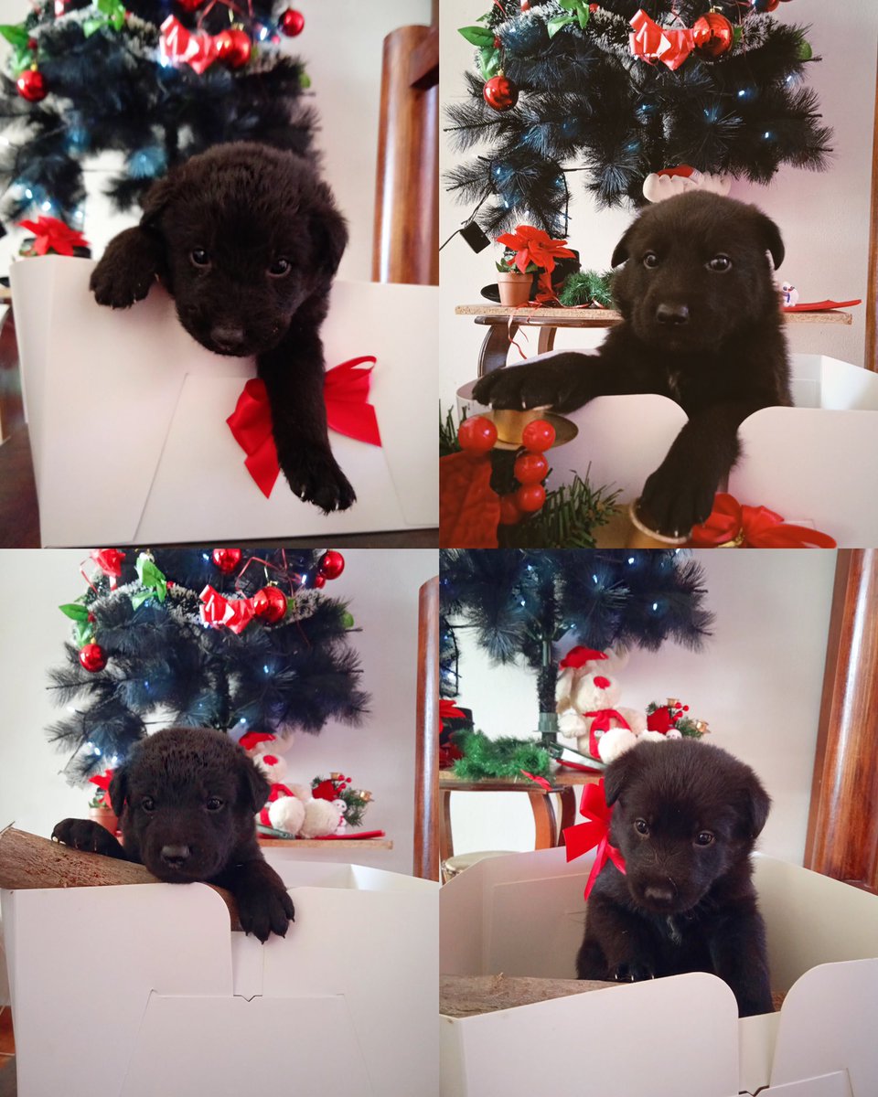 Se dan 8 cachorritos rescatados en adopción. Si estas interesado contacta con la dueña ( 603218595 ), si no DIFUNDE!! para que encuentren una familia por favor