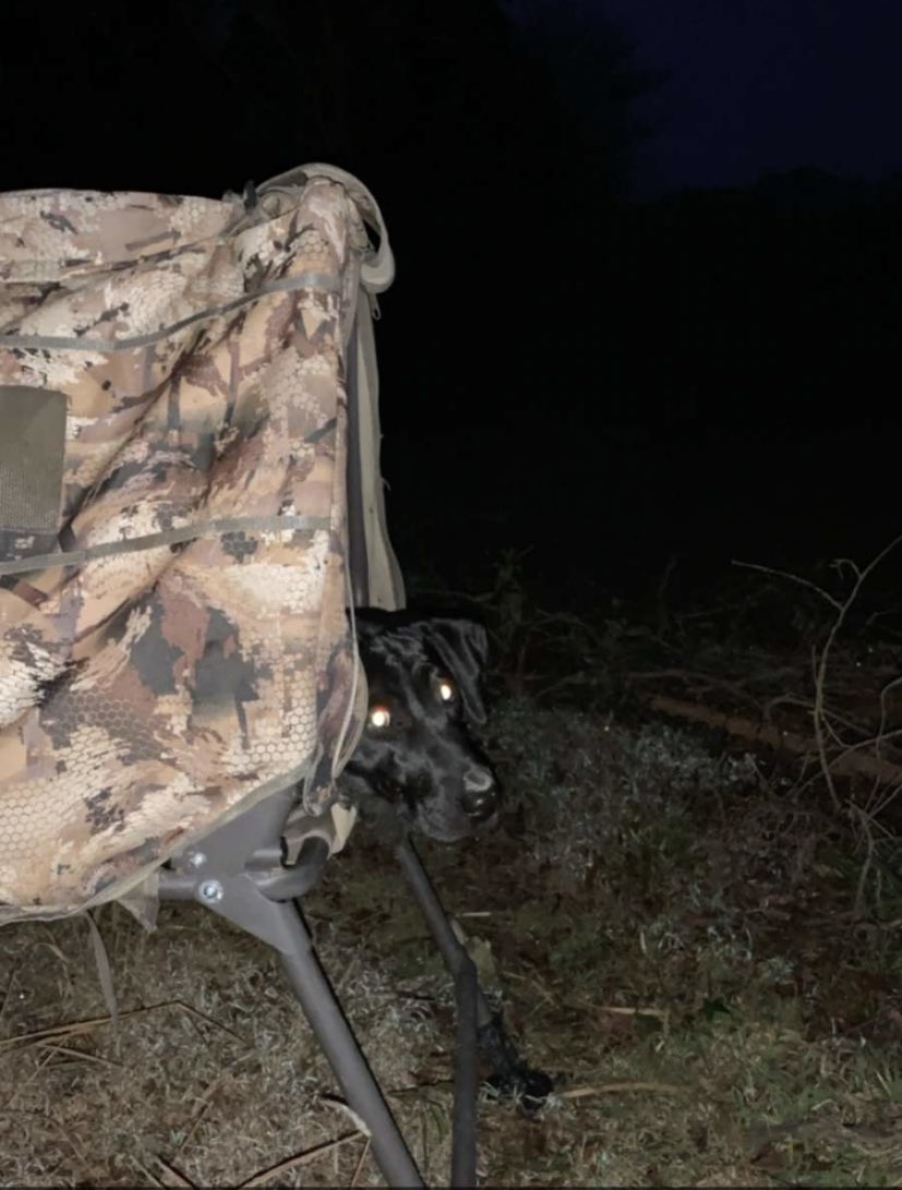 katelyn_smith21's tweet photo. Remi girl got to go on her first hunt with dad!!🥰 he said she did so good and mama is so proud! https://t.co/TrIhOu0OCw