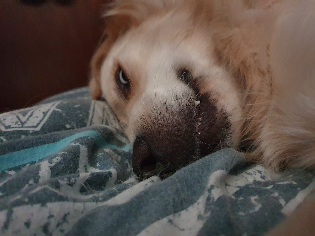 GoldenBoyZeus_'s tweet photo. Good night hoomans! hope everyone had a good day!🌠 https://t.co/jBo0IXvoZi