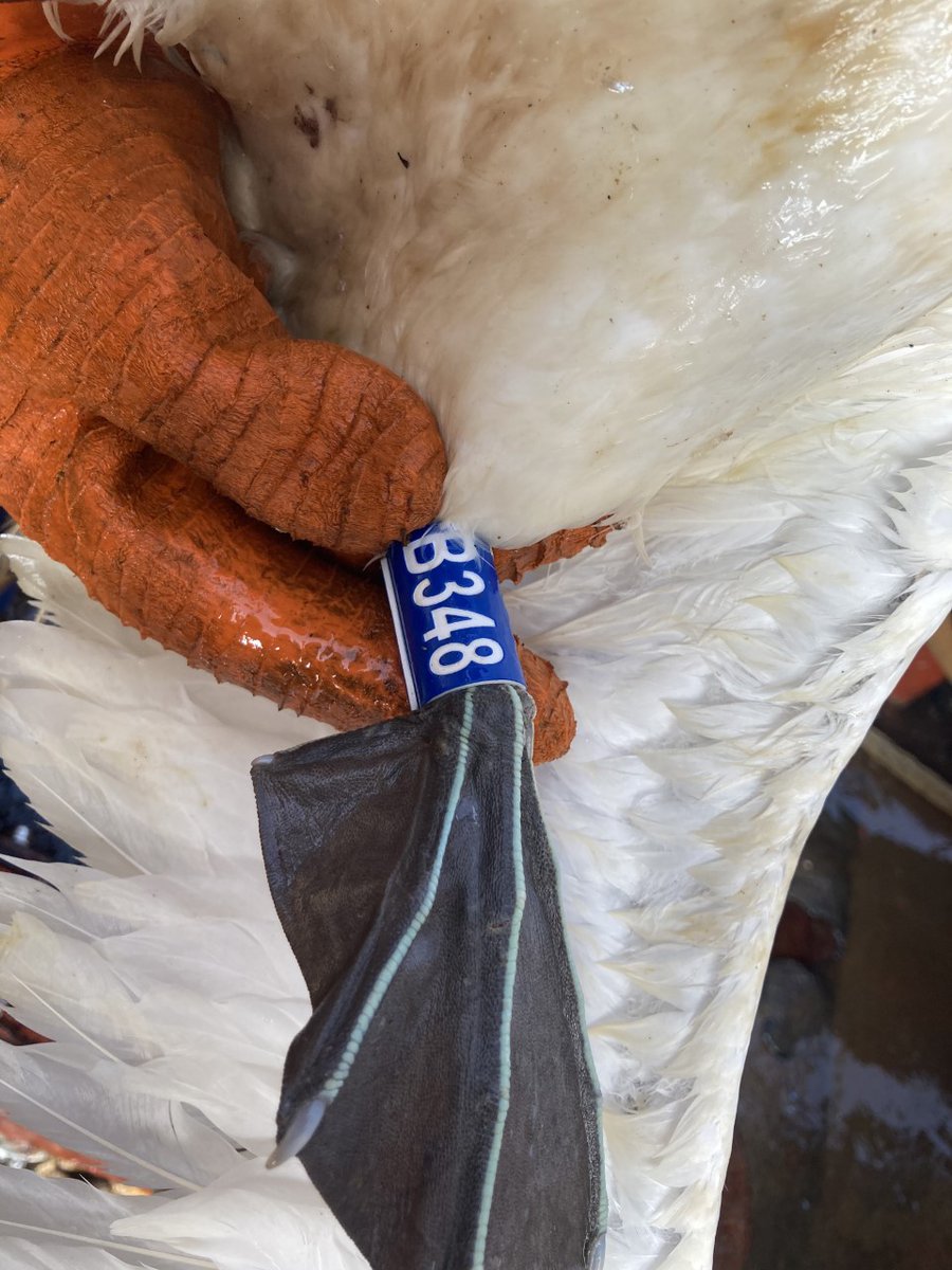 Tony_Auk's tweet image. 1/ We got news today from a Dutch fisherman (via @SVotier) that a Bass Rock gannet, ringed by yours truly, turned up on his boat off the coast of Mauritania.