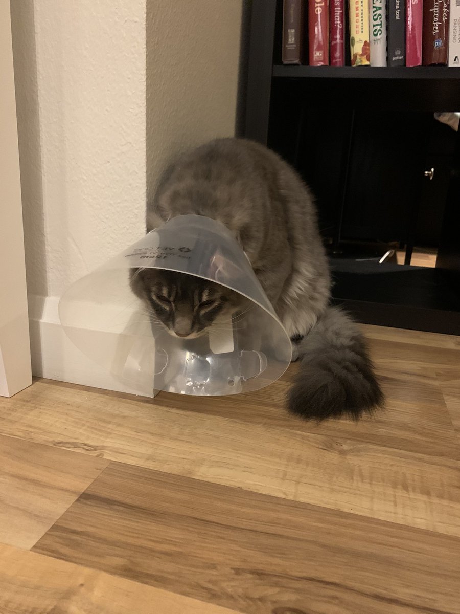 AshieHaden's tweet photo. Someone is have an identity crisis.. 🧬

#coneofshame #fridaymorning #kitten #cat #London https://t.co/p3gXomAuUt