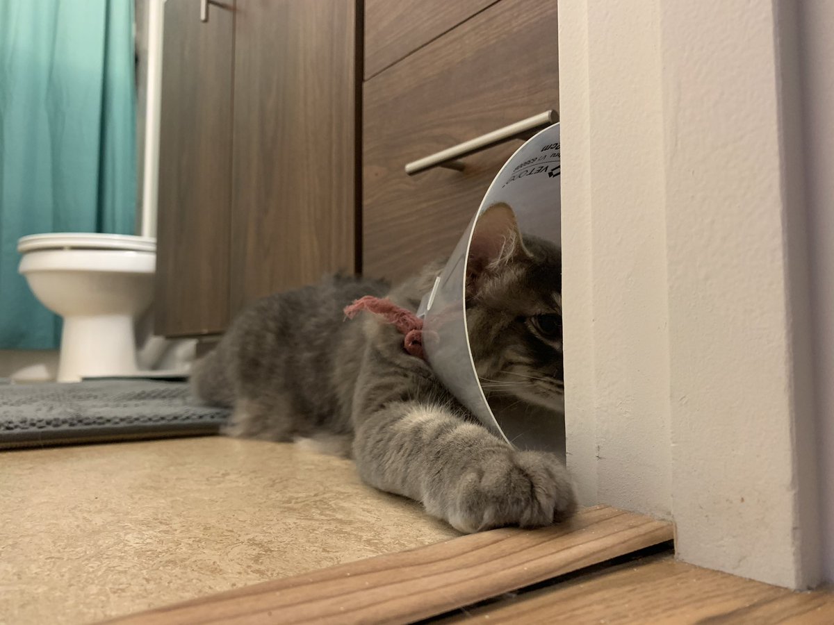 AshieHaden's tweet photo. Someone is have an identity crisis.. 🧬

#coneofshame #fridaymorning #kitten #cat #London https://t.co/p3gXomAuUt