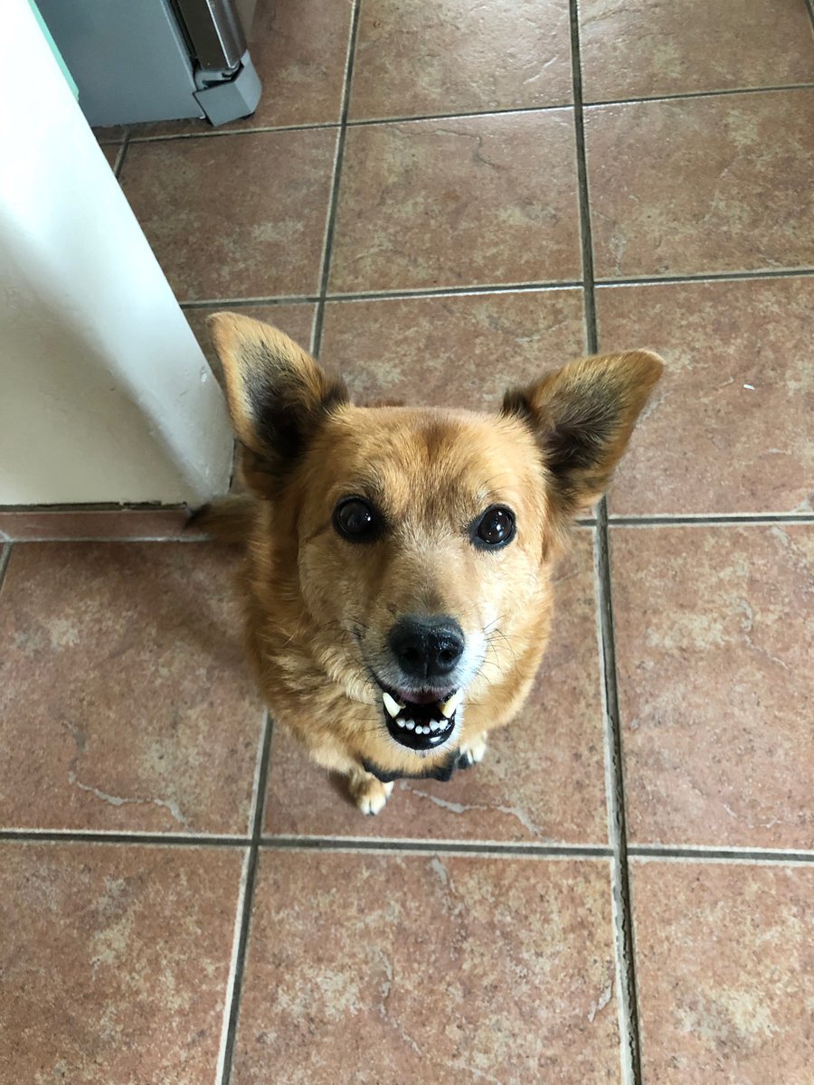 swampmonstah's tweet photo. Only one attendee at my #AGU2020 talk this morning. He sat right up front but didn't seem that interested for most of it. He liked the treats I gave out at the end though. #prerecordedtalks #talkingtothevoid https://t.co/5Im9JSdpyb