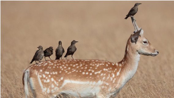 Esta imagen aparecerá en la presentación que tendré el placer de compartir con <a href="/mogifisio/">Moisés Giménez</a> y <a href="/Pere_Bacardit/">Pere Bacardit Pintó</a> sobre #dolorcrónico y reincorporación laboral en <a href="/SCBF_SCientific/">SCBF S.Científica</a> ¿se os ocurre qué puede significar? 

¡Nos vemos mañana!