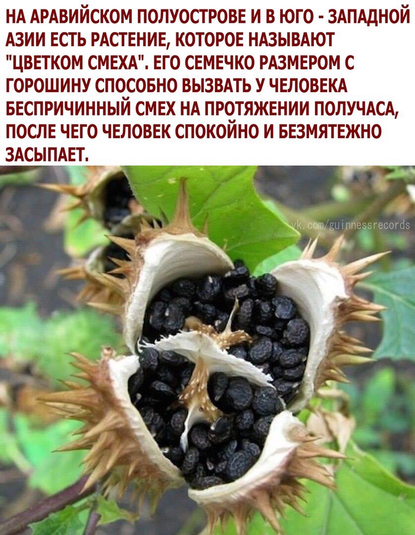 Коробочка белены