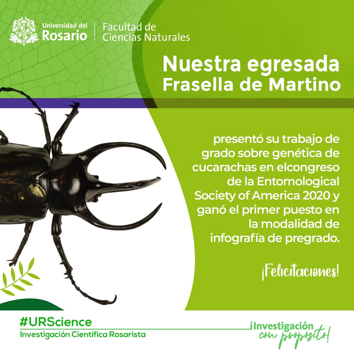 eci_ur's tweet photo. Nuestra egresada @Frasella_ ganó el primer puesto en modalidad de infografía de pregrado en el #Entsoc20 de @EntoPOC, presentando su trabajo dirigido por @melsanc
¡Estamos muy orgullosos de estas científicas rosaristas!
#URSCience #BiologiaUR
#InvestigaciónconPropósito https://t.co/po08ZryQq5