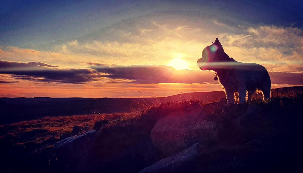 RachelNorthDog's tweet photo. Have a lovely weekend everyone from me and all of the dogs! ππΎβ #dogwalker #dogwalking #rothbury #northumberland #westie #westies #dogs #sunsetdog #sunset https://t.co/xZgAzEPMv4