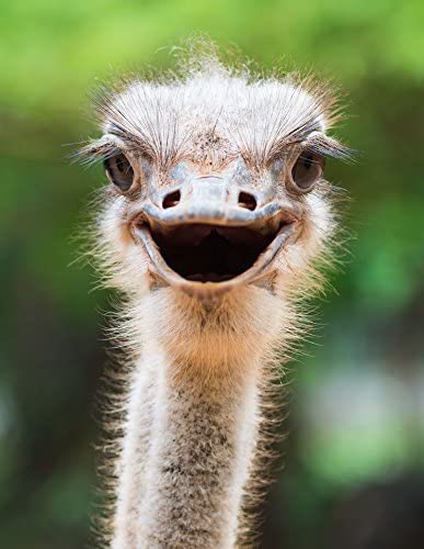 An ostrich’s eye is bigger than its brain.
