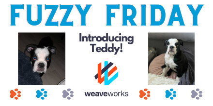 weaveworks's tweet photo. Puppy love ❤️  this week for @RyanPerkinsCK's 16wk old Bulldog X Pug, Teddy! When he's not meeting new dogs or playing with his many toys, he's doing handstands into his bowl at dinner time from sheer excitement! Unfortunately we don't have photo evidence but it's true! https://t.co/SNy2h4vanU